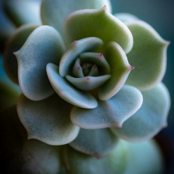 Little Bean Hi Res   A3